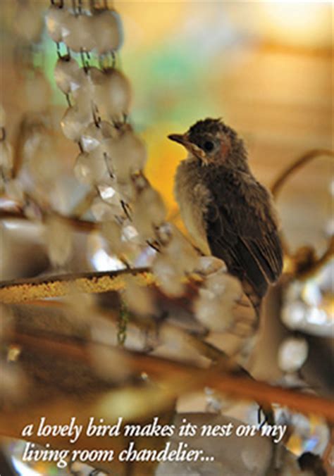 風水鳥|鳥は天の使い – ワールド・オブ・風水ジャパン